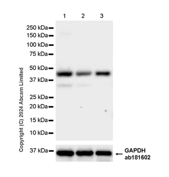 Western blot - Anti-PDK3 antibody [EPR29108-32] - BSA and Azide free (AB324841)