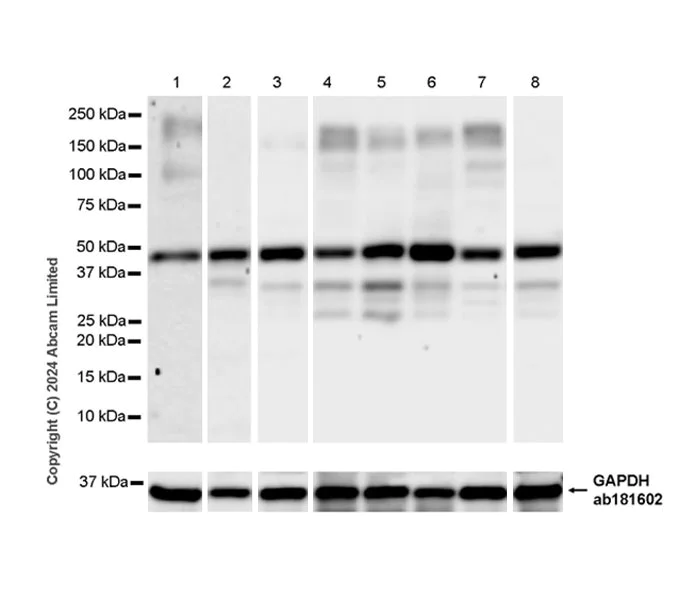 Western blot - Anti-PDK3 antibody [EPR29108-32] - BSA and Azide free (AB324841)