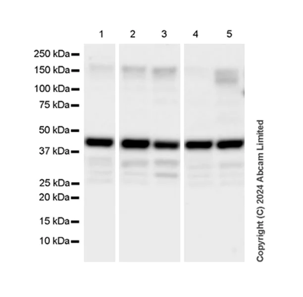 Western blot - Anti-PDK3 antibody [EPR29108-32] - BSA and Azide free (AB324841)
