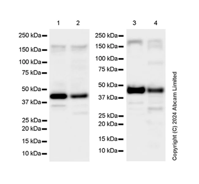 Western blot - Anti-PDK3 antibody [EPR29108-32] - BSA and Azide free (AB324841)
