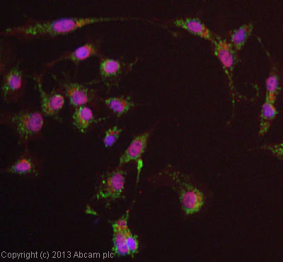 Immunocytochemistry/ Immunofluorescence - Anti-PDK4 antibody [1C2BG5] (AB110336)