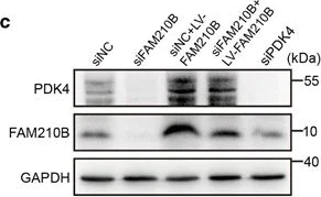 Western blot - Anti-PDK4 antibody [1C2BG5] (AB110336)