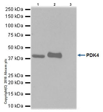 Immunoprecipitation - Anti-PDK4 antibody [EPR19727-245] (AB214938), expandable thumbnail