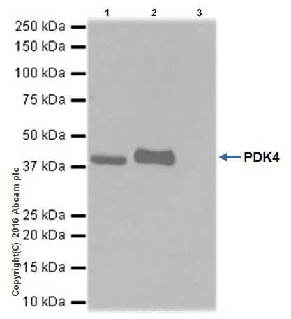 Immunoprecipitation - Anti-PDK4 antibody [EPR19727-245] (AB214938)