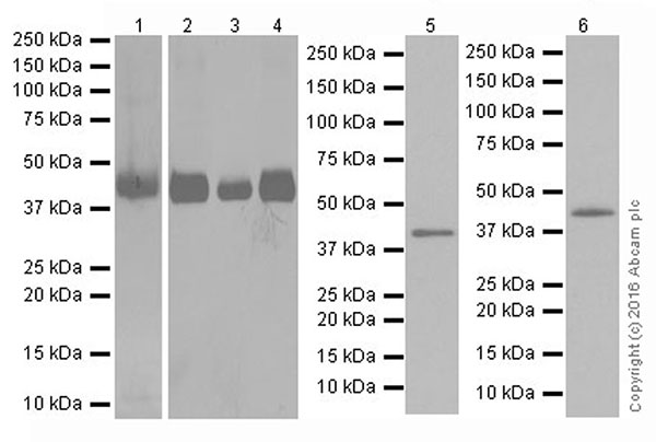 Western blot - Anti-PDK4 antibody [EPR19727-245] (AB214938), expandable thumbnail