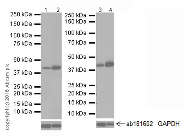 Western blot - Anti-PDK4 antibody [EPR19727-245] (AB214938), expandable thumbnail