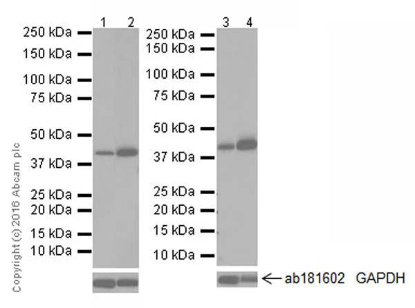 Western blot - Anti-PDK4 antibody [EPR19727-245] (AB214938)