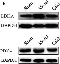 Western blot - Anti-PDK4 antibody [EPR19727-245] (AB214938)