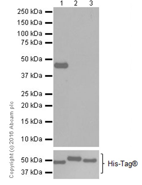 Western blot - Anti-PDK4 antibody [EPR19727-245] (AB214938), expandable thumbnail