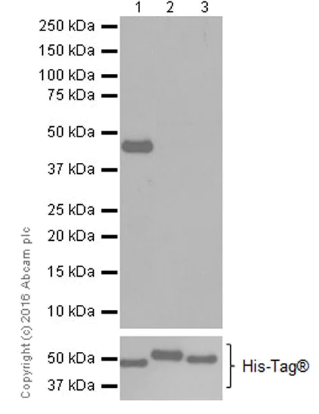 Western blot - Anti-PDK4 antibody [EPR19727-245] (AB214938)