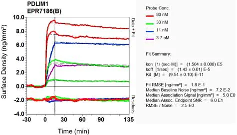 OI-RD Scanning - Anti-PDLIM1/CLP36 antibody [EPR7186(B)] (AB129015)