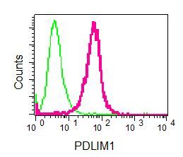 Flow Cytometry (Intracellular) - Anti-PDLIM1/CLP36 antibody [EPR7186(B)] - BSA and Azide free (AB240039)