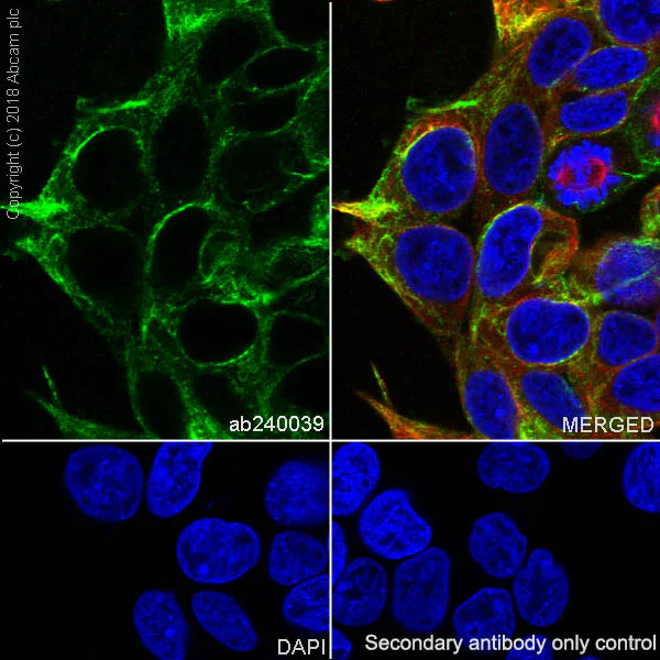 Immunocytochemistry/ Immunofluorescence - Anti-PDLIM1/CLP36 antibody [EPR7186(B)] - BSA and Azide free (AB240039)