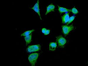 Immunocytochemistry/ Immunofluorescence - Anti-PDLIM1/CLP36 antibody [EPR7187] - BSA and Azide free (AB248135), expandable thumbnail