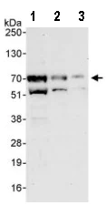 Western blot - Anti-PDLIM5/ENH antibody (AB85967)