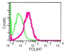 Flow Cytometry (Intracellular) - Anti-PDLIM7 antibody [EPR13171] - BSA and Azide free (AB250595)