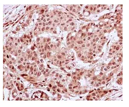 Immunohistochemistry (Formalin/PFA-fixed paraffin-embedded sections) - Anti-PDLIM7 antibody [EPR13171] - BSA and Azide free (AB250595)