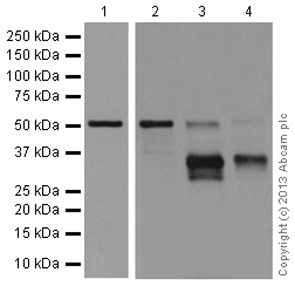 Western blot - Anti-PDLIM7 antibody [EPR13171] - BSA and Azide free (AB250595)
