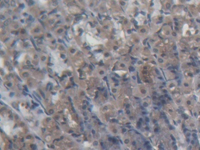 Immunohistochemistry (Formalin/PFA-fixed paraffin-embedded sections) - Anti-PDP2 antibody (AB233517)