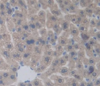 Immunohistochemistry (Formalin/PFA-fixed paraffin-embedded sections) - Anti-PDP2 antibody (AB233517)