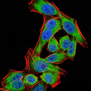 Immunocytochemistry/ Immunofluorescence - Anti-PDPK1 antibody [3H3D9] (AB234064)