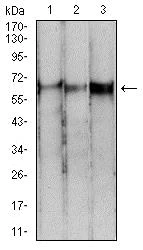 Western blot - Anti-PDPK1 antibody [3H3D9] (AB234064)