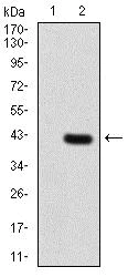 Western blot - Anti-PDPK1 antibody [3H3D9] (AB234064)