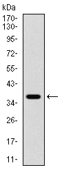 Western blot - Anti-PDPK1 antibody [3H3D9] (AB234064)