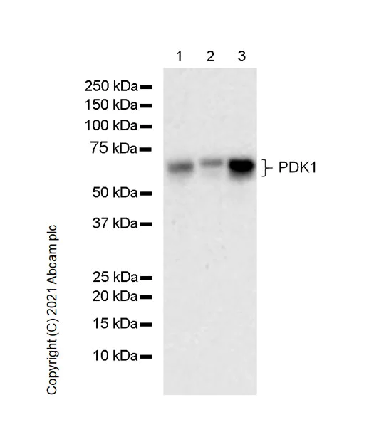 Western blot - Anti-PDPK1 antibody [5/PDK1] (AB280085)