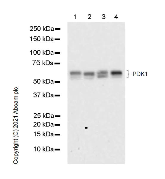 Western blot - Anti-PDPK1 antibody [5/PDK1] - BSA and Azide free (AB280090)