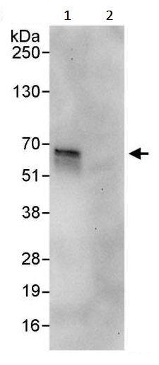 Immunoprecipitation - Anti-PDPK1 antibody (AB245451), expandable thumbnail