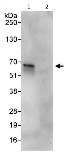 Immunoprecipitation - Anti-PDPK1 antibody (AB245451)