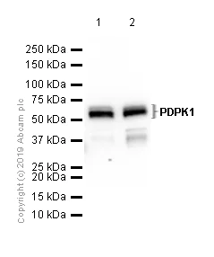 Western blot - Anti-PDPK1 antibody [EP569Y] (AB52893)