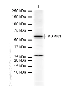Western blot - Anti-PDPK1 antibody [EP569Y] (AB52893)