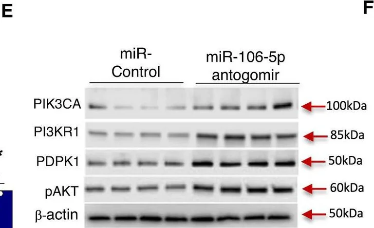 Western blot - Anti-PDPK1 antibody [EP569Y] (AB52893)
