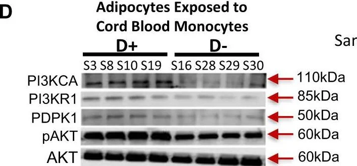 Western blot - Anti-PDPK1 antibody [EP569Y] (AB52893)