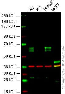 Western blot - Anti-PDPK1 antibody [EP569Y] (AB52893)