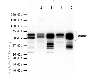 Western blot - Anti-PDPK1 antibody [EP569Y] (AB52893)