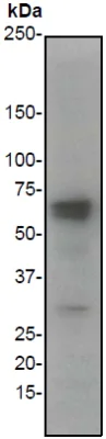 Western blot - Anti-PDPK1 antibody [EP569Y] (AB52893)