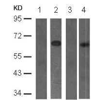 Western blot - Anti-PDPK1 (phospho S241) antibody (AB131098)
