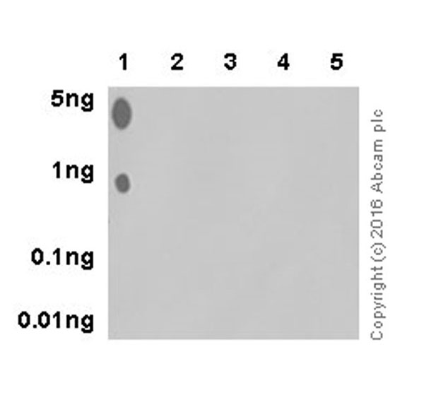 Anti-PDPK1 (phospho S393) antibody [EPR19818]