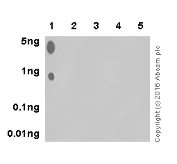 Dot Blot - Anti-PDPK1 (phospho S393) antibody [EPR19818] (AB206340)