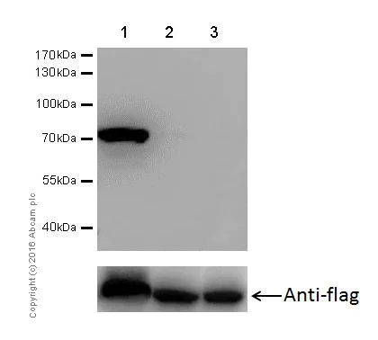 Western blot - Anti-PDPK1 (phospho S393) antibody [EPR19818] (AB206340)