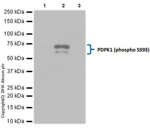 Immunoprecipitation - Anti-PDPK1 (phospho S393) antibody [EPR19818] - BSA and Azide free (AB251451)