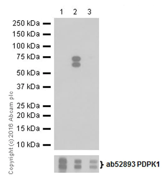 Western blot - Anti-PDPK1 (phospho S393) antibody [EPR19818] - BSA and Azide free (AB251451)