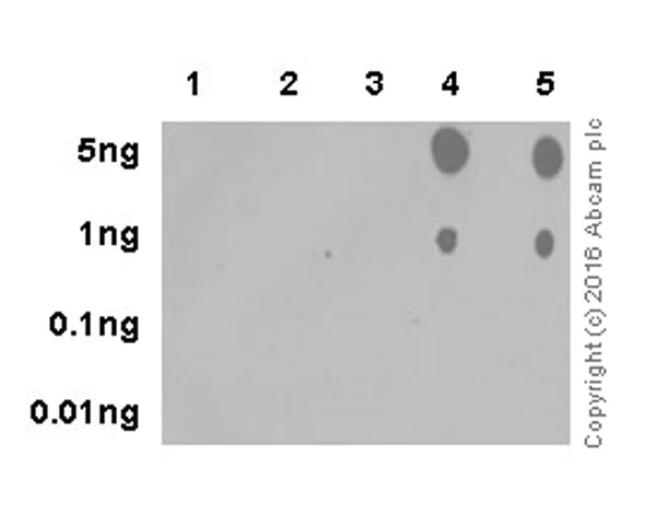 Dot Blot - Anti-PDPK1 (phospho S396) antibody [EPR19819] (AB206341)