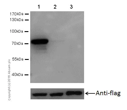 Western blot - Anti-PDPK1 (phospho S396) antibody [EPR19819] (AB206341)