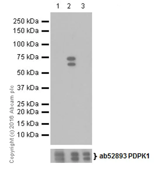 Western blot - Anti-PDPK1 (phospho S396) antibody [EPR19819] - BSA and Azide free (AB251452)