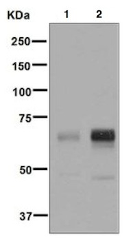 Western blot - Anti-PDPK1 (phospho S410) antibody [EPR6157] (AB133461)