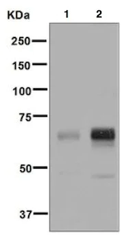 Western blot - Anti-PDPK1 (phospho S410) antibody [EPR6157] - BSA and Azide free (AB248507)